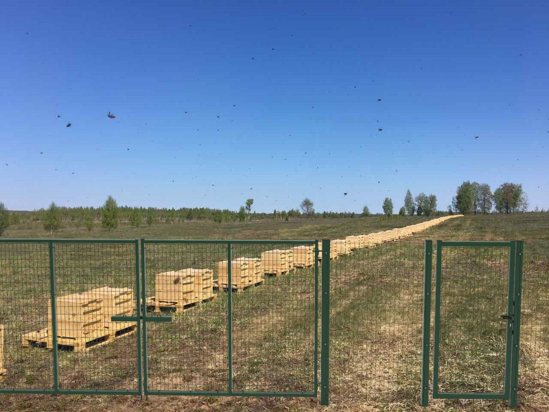 Забор для пасеки